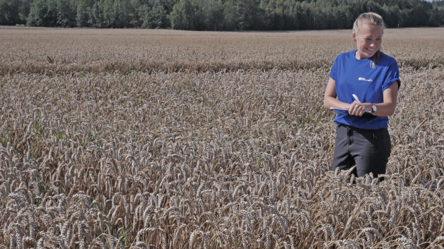 Landbruksrådgjevar Hanna Pauline Næss Holm ståande i ein kornåker, med kornaks til knea. Ikledd blå t-skjorte. 