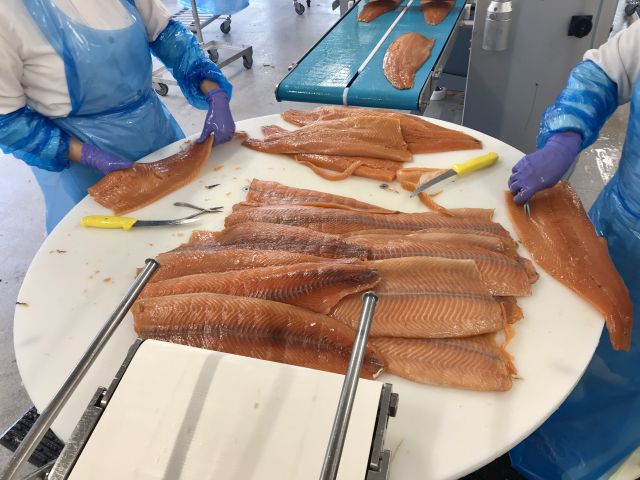 Fagarbeidere i sjømatproduksjon har på seg blå hansker og jobber med å gjøre laksen klar til å fileteres. På et rundt, hvitt bord ligger mange hele sider med laks oppå hverandre.