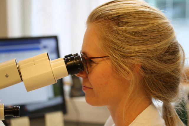 Ane Bergsli Bjerkestrand studerer celleprøver i mikroskopet. 