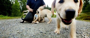 Hundeskolen Veiviseren i Vestby trener førerhunder og servicehunder.