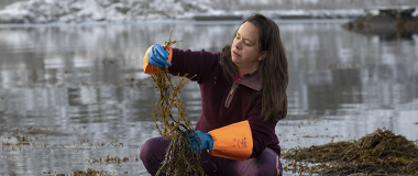 En marinbiolog undersøker tang i fjæra
